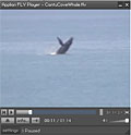 Cantu Cove Whale