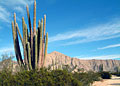 Giant Cactus View