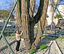 San Felipe's Giant Cactus